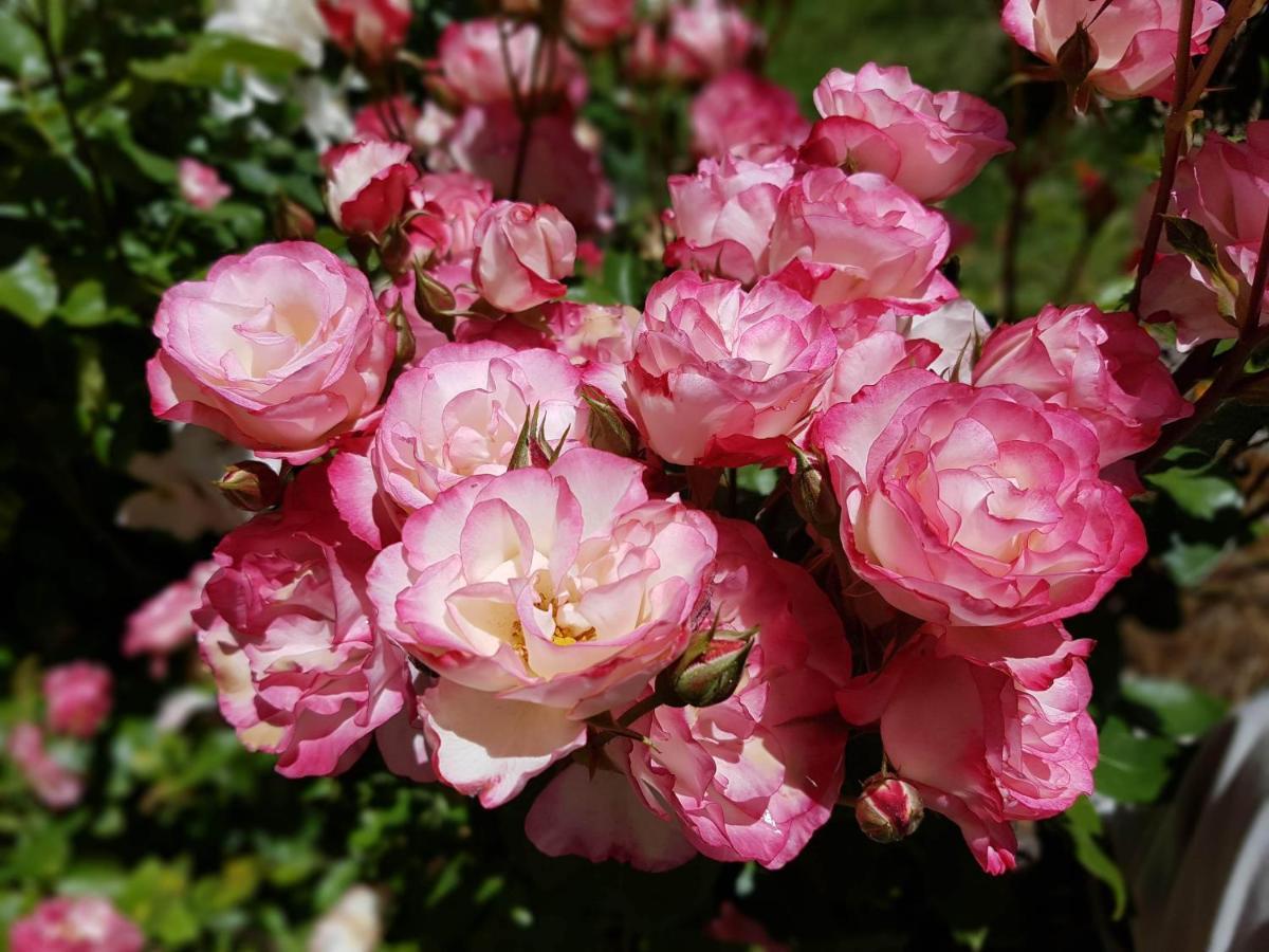 De Las Rosas Bariloche エクステリア 写真